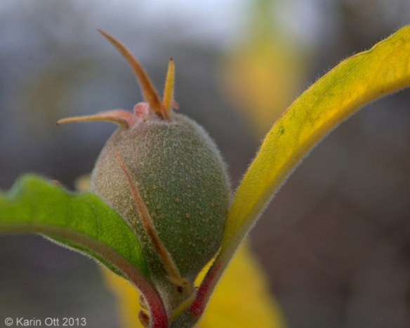 Karin Ott Photography