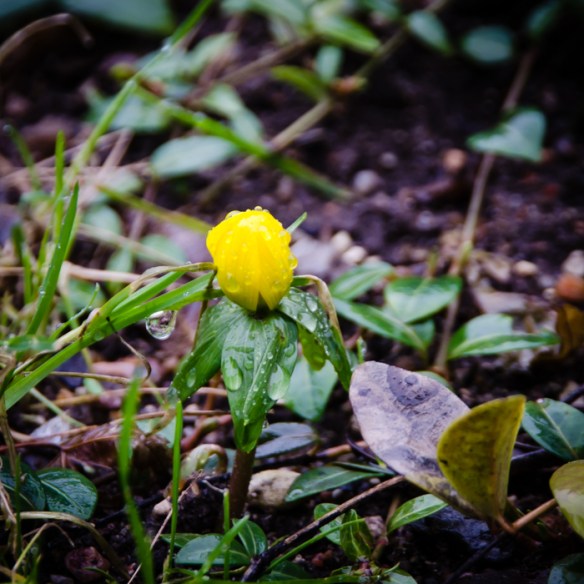 vignet-lille-erantis1